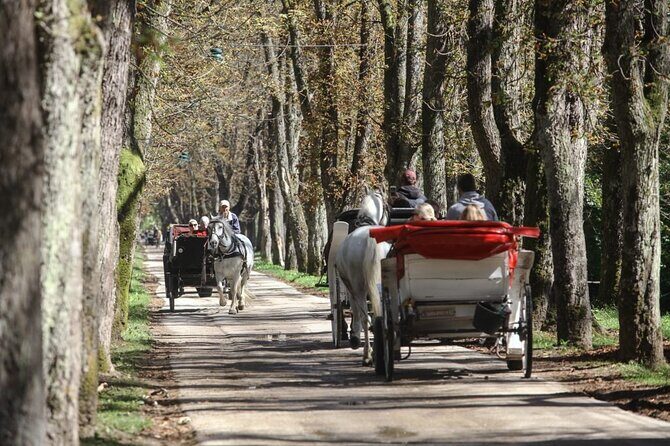 Private Carriage Ride in Vrelo Bosne Nature Park - Riding the Great Alley: 3000 Trees and a Slow Scenic Line to the Bosna River